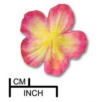 M1772, dpm, hibiscus, flower, bloem, mould, mold, mal