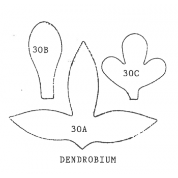dendrobium, orchid