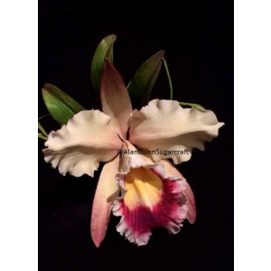 Alan Dunn Collection - Cattleya Orchid Large 