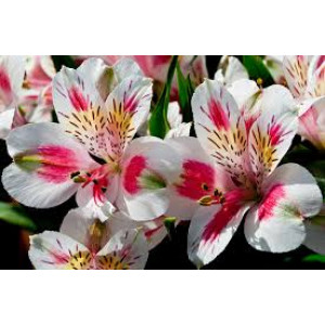 framar, cutters, alstromeria, alstroemeria, sugarflower, clayflower, cutter, uitsteker