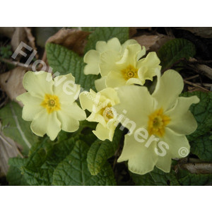 flower, veiners, veiner, primula, primrose, petal, medium, blad, bloem, suikerbloem, suikerbloemen, clayflower, clayflowers, porcelain, porselein, silicone, siliconen, voedselveilig, primula, primrose