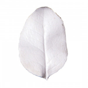 SK Great Impressions Leaf Veiner Camellia 5.5/4.5cm