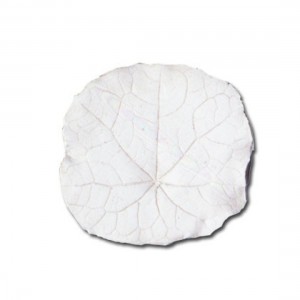 nasturtium, kers, oost-indisch, leaf, veiner, GM01N001-03