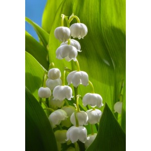 Framar Cutters - Lily of the Valley 8mm