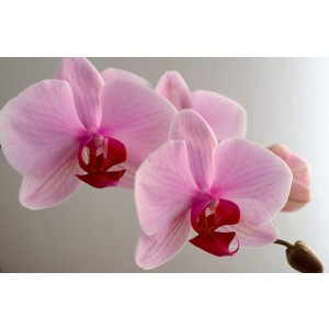 phalaenopsis, moth, orchidee, orchid, alan, dunn, collection, pc, pc035, pc35