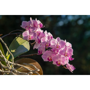 jem, moth, phalaenopsis, orchid, orchidee, bloem, centre, center, flower, bloemen, flowers, cutter, uitsteker, JMA09, A09