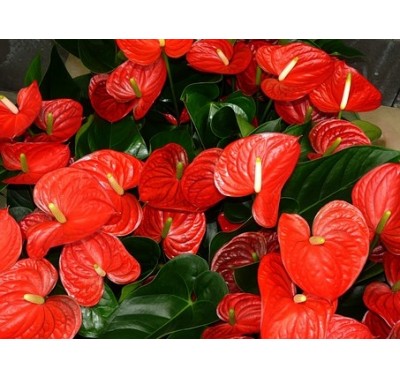 SK Great Impressions Petal Veiner Anthurium - Dimpled (Flamingo) M