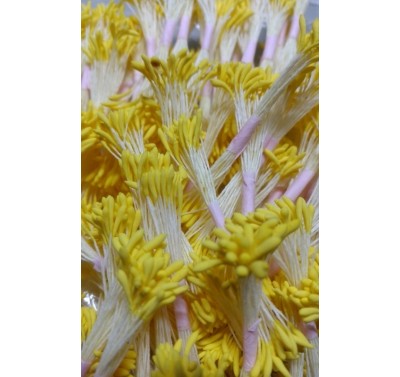 Blooms Stamens Long Yellow - Medium