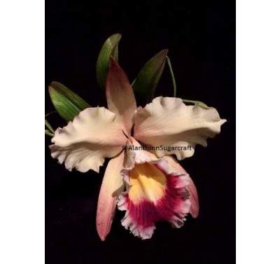 Alan Dunn Collection - Cattleya Orchid Large 