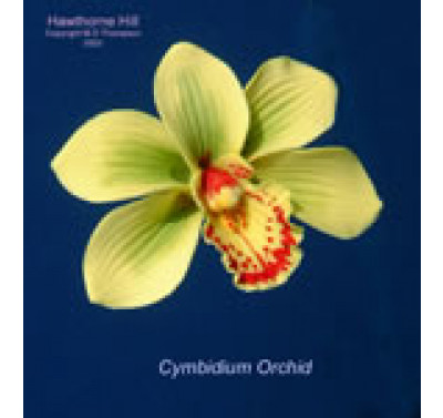 Hawthorne Hill Cymbidium Orchid Set S