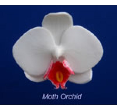 Hawthorne Hill Moth Orchid Set M