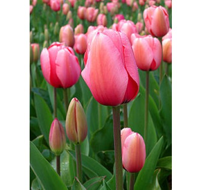 Blooms Tulip Petal Cutter set/2