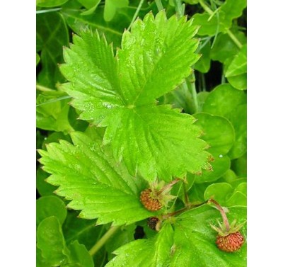 SK Great Impressions Leaf Veiner Wild Strawberry