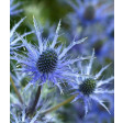 framar, cutters, seaholly, holly, eryngium, FR282, uitsteker, bloem, blad, metal, metaal, metalen