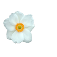 blooms, anemone, petal, veiner, silicone, bloem, bloemen, flower, flowers, sugarflower, porcelain, craft. anemoon