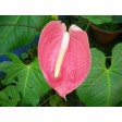 petal, squires, impressions, petal, veiner, anthurium, sugarflower, clayflower, flamingo, large, GM05A004-01