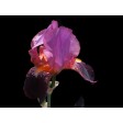 blooms, veiner, silicone, bloem, bloemen, flower, flowers, sugarflower, porcelain, craft. gumpaste, iris, tulip, multi, gladioli, gladiool, porselein, siliconen, voedselveilig