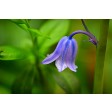 bluebell, hyacinth, kitbox