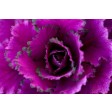 blooms, cabbage, kool, leaf,  veiner, silicone, bloem, bloemen, flower, flowers, sugarflower, porcelain, craft., blatt, blad, topcake, Z57
