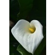 Calla, Lily, petal, silicone, sugarflower, GM05L010-01