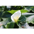 Calla, Lily, sugarflower, coldporcelain, wedding, GM05L010-02