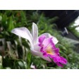 cattleya, orchid, suikerbloem, sugarflower, orchidee, TT1-3, TT1, TT2, TT3, bloem, flower, tinkertech