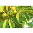chestnut, kastanje, herfst, suikerbloemen, bladeren