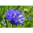 alan, dunn, cornflower, korenbloem, sugarflower, clayflower, pc, pc078, pc78, bloem, flower