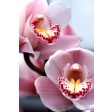 blooms, cymbidium, petal, algemeen, universeel, veiner, silicone, bloem, bloemen, flower, flowers, sugarflower, porcelain, craft. gumpaste, orchid, orchidee