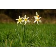 daffodil, narcis, FC205, cutter, snijder, uitsteker, spring, lente, voorjaar