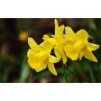 daffodil, narcis, FC2201, cutter, snijder, uitsteker, spring, lente, voorjaar
