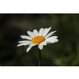 daisy, margriet