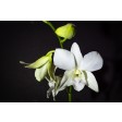 dendrobium, orchid, suikerbloemen, sugarflowers, TT441-43 TT441, TT442, TT443, bloem, flower, orchidee