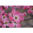 dogwood, sugardelite, sugardelites, simply, nature, kornoelje, CUT642