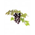 103FF031, jem, grape, druif, vine, leaf, blad