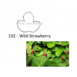 strawberry, aardbei, erdbeer, strawberries, aardbeien, erdbeeren, wild