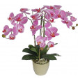 moth, phalaenopsis, orchid, veiner, nerfvormer, präge, suikerbloem, sugarflower, clayflower, botanisch, botanical