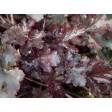 Alan, heuchera, purperklokje, sugarflower, dunn, alan, dunn, framar, sugarcraft, clayflower, modena, pc093, pc93, pc