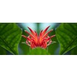 coral, hibiscus, schizopetalus, sugarflowers, suikerbloemen, porselein, rosemallos, koraalhibiscus, spinhibiscus, japanse, lantaarn, japanse lantaarn, japans, pc102, pc