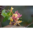 lonicera, honeysuckle, kamperfoelie, bladgroen, GM01H009-01