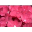 hortensia, hydrangea, pink, roze, eetbaar, poeder, kleurstof, edible, powder, puder, sugarin, cakedecor, india