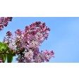 lilac, sering, suikerbloemen, sugarflowers, clayflower, sugardelites, robert, haynes, nature, botanical