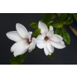 magnolia, bloem, flower, cutter, uitsteker