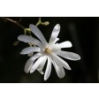 magnolia, uitsteker, stellata
