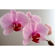 moth, phalaenopsis, orchid