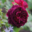 rose, roos, david, austin, munstead, petals, cutters, uitstekers, uitsteekvorm, snijder, botanical, robert, haynes, sugarflowerstudio, sugarflower, clayflower