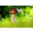 mushroom, toadstool, fairy, paddestoelen, kitbox, herfst, autum, nature