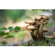 mushroom, toadstool, fairy, paddestoelen, kitbox, herfst, autum, nature