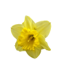 daffodil, narcis, FC2201, cutter, snijder, uitsteker, spring, lente, voorjaar