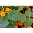 nasturtium, oost-indische, kers, zomer, oranje, GM01N001-02